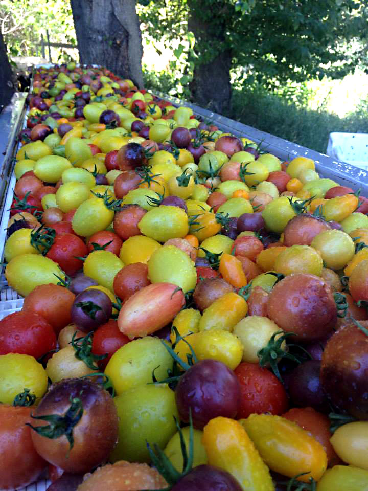 artisan tomatoes